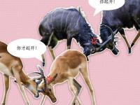 杏彩体育app-生死搏斗！两队将进行一场决定性的比赛