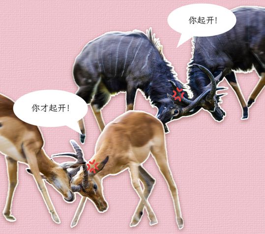 生死搏斗！两队将进行一场决定性的比赛